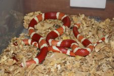 2009_04_02 Snakes for Sale0004.JPG