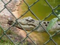 gator1.jpg