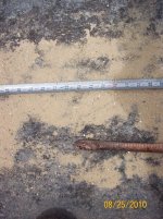 coachwhip 5.jpg