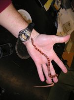 reptile-pics 283.jpg