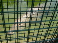gator2.jpg