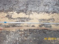 coachwhip 4.jpg