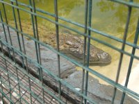 gator3.jpg