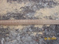 coachwhip 7.jpg