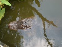 gator4.jpg