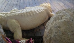 gator5.jpg