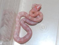 Forum BM09-02 001.jpg