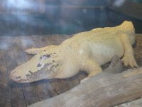 gator6.jpg