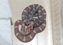 Forum BM09-03 001.jpg