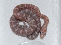 Forum BM09-04 002.jpg