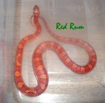 Red Rum 5-4-10.JPG