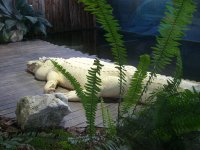 gator7.jpg