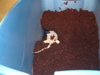 beardie 001 (Small).jpg