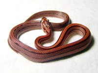 TME-CSF032-STRIPE.jpg