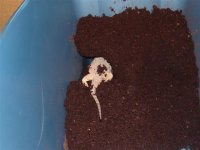 beardie 002 (Small).jpg