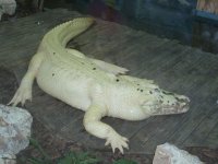 gator8.jpg
