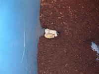 beardie 005 (Small).jpg