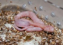 Forum BM09-05 002.jpg