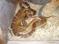 snake1.jpg