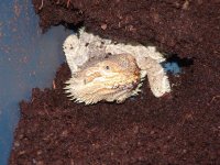 beardie 006 (Small).jpg