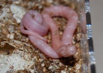 Forum BM09-05 003.jpg