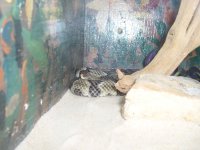 snake2.jpg