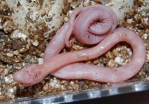 Forum BM09-05 004.jpg