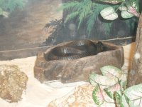 snake3.jpg