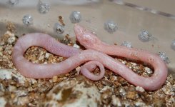 Forum BM09-05 005.jpg