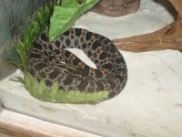snake4.jpg