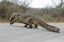 croc with a hog.jpg