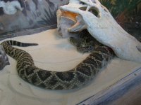 snake5.jpg