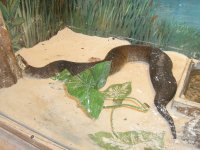 snake6.jpg