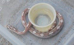 DSC_1126.JPG