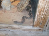 snake8.jpg