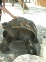 turtle1.jpg