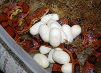 5-1-09Emberandeggs.jpg