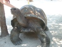 turtle2.jpg