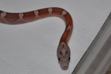 DSC_3466.JPG