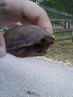 turtle.jpeg turtle.jpeg