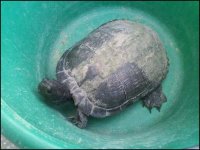 turtle 2.jpeg turtle 2.jpeg