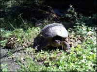 Lucky Snapper 2.jpeg Lucky Snapper 2.jpeg