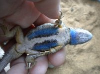 blue belly.jpg