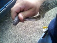Rat snake.jpeg Rat snake.jpeg