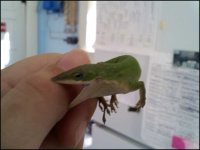 Anole.jpeg Anole.jpeg