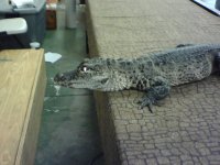 Chinese Alligator (1).jpg