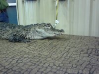 Chinese Alligator (2).jpg