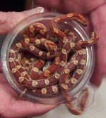 hypo cup.JPG