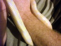 MB belly shot A.JPG