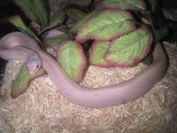 IMG00242-20100503-1720 (Medium).jpg